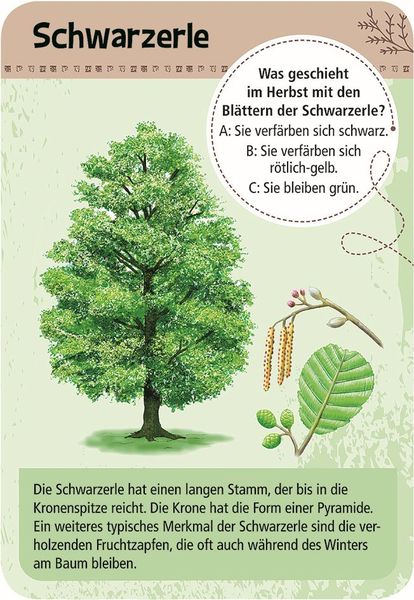 50 heimische Bäume